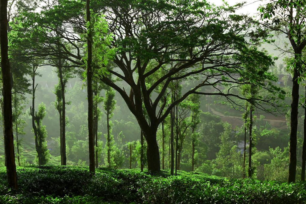 Parisons Plantation Experiences By Abad Hotell Mananthavady Rom bilde